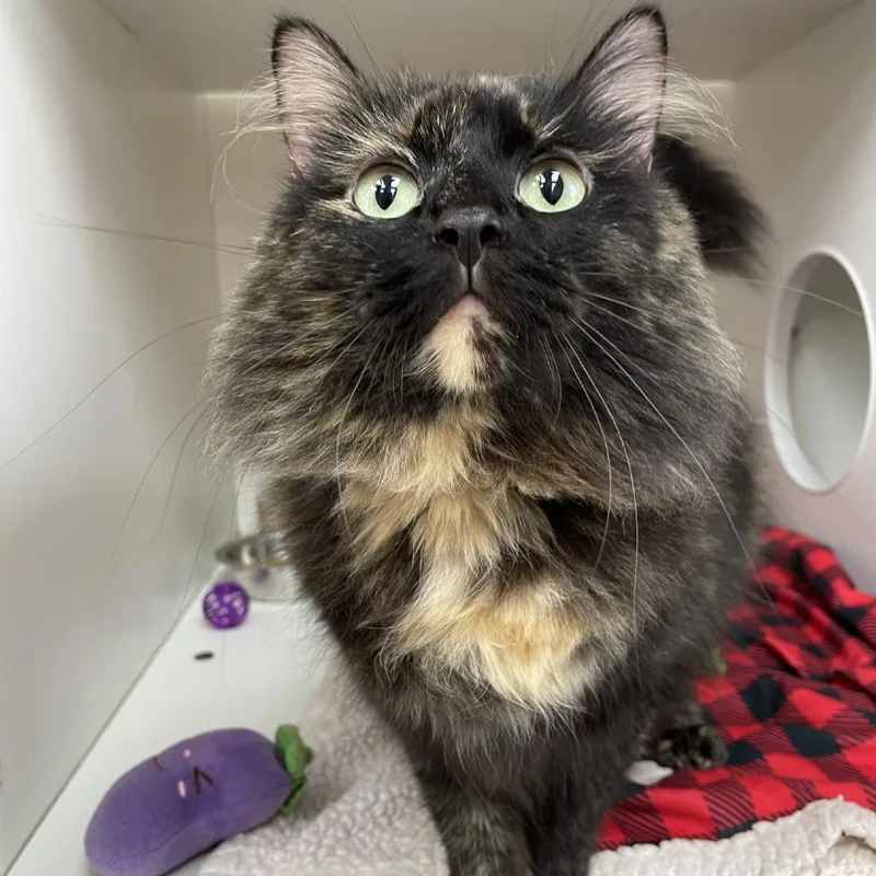 Cleo thumbnail 3