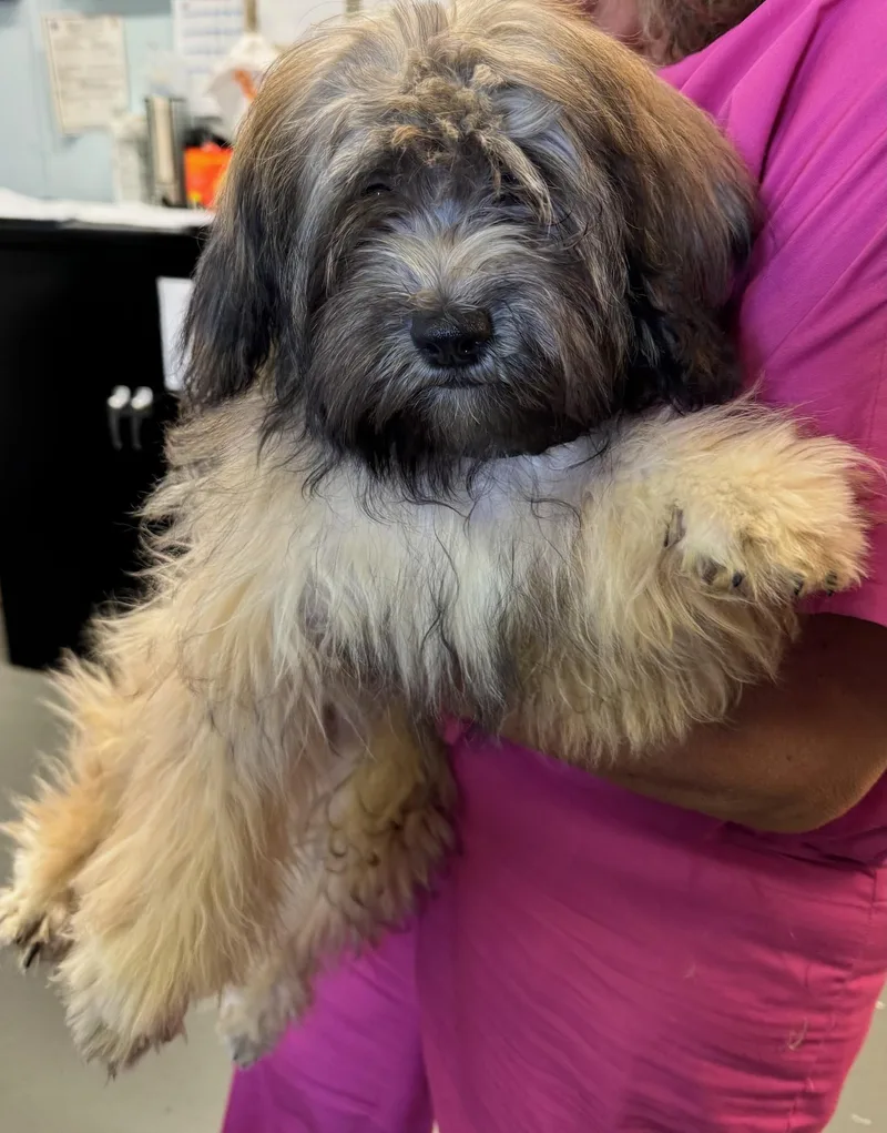 A baby medium-sized male Brown / Chocolate Mixed Breed dog named Storm for adoption in Boston, MA