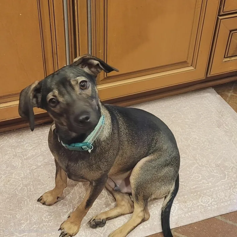 An adult small-sized male Chihuahua dog named Peanut da Weenut for adoption in Memphis, TN
