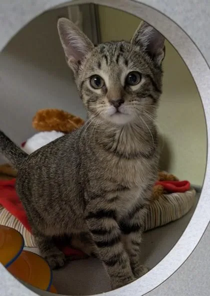 A baby small-sized male Domestic Short Hair cat named Alfred for adoption in Divide, CO