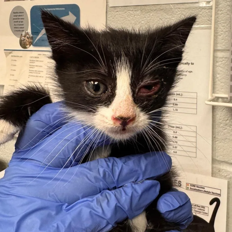 A baby small-sized male Black Domestic Short Hair cat named CheezItAT PETCO for adoption in Birdsboro, PA