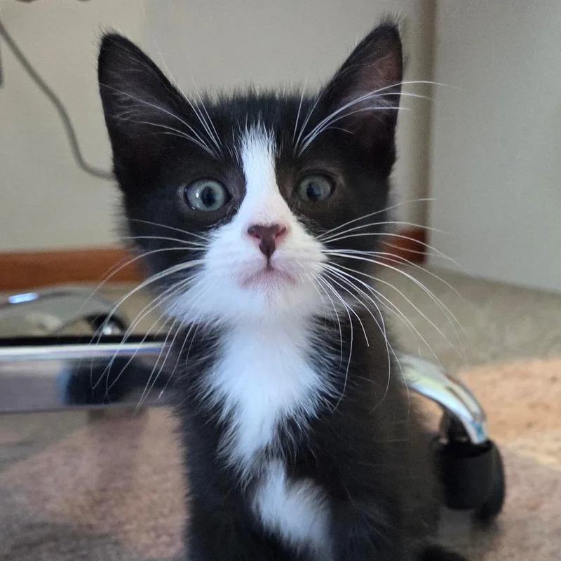CheezItAT PETCO thumbnail 2