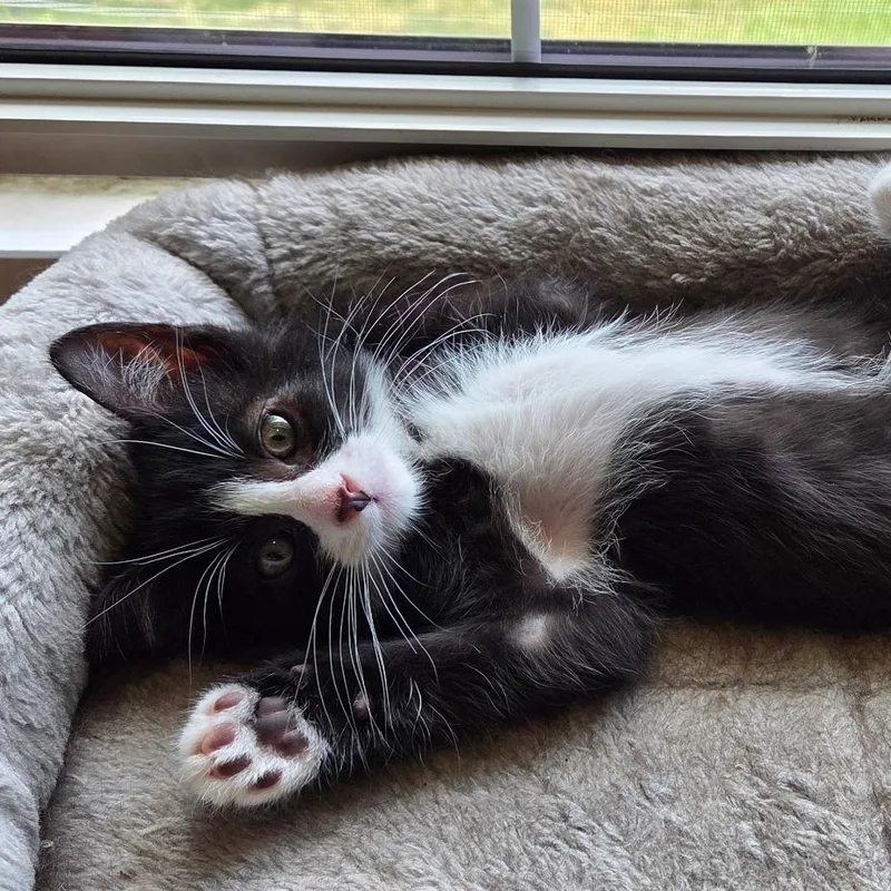 CheezItAT PETCO thumbnail 3
