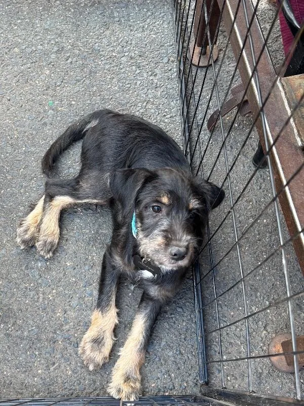 A baby medium-sized male Tricolor (Brown, Black, & White) Terrier dog named Robin for adoption in Boulder, CO