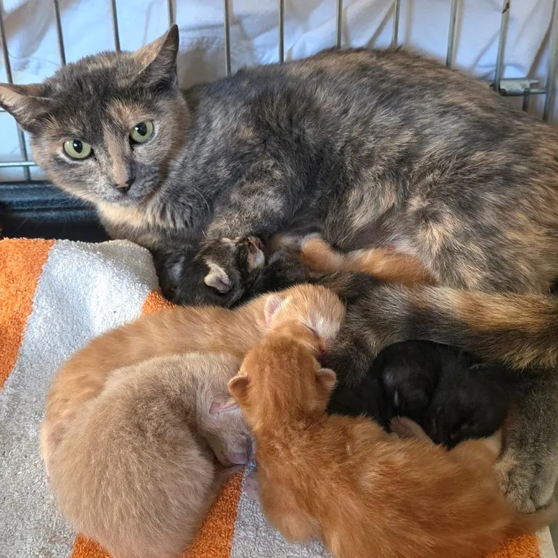 A baby small-sized female Orange / Red Domestic Short Hair cat named #6 for adoption in Calimesa, CA