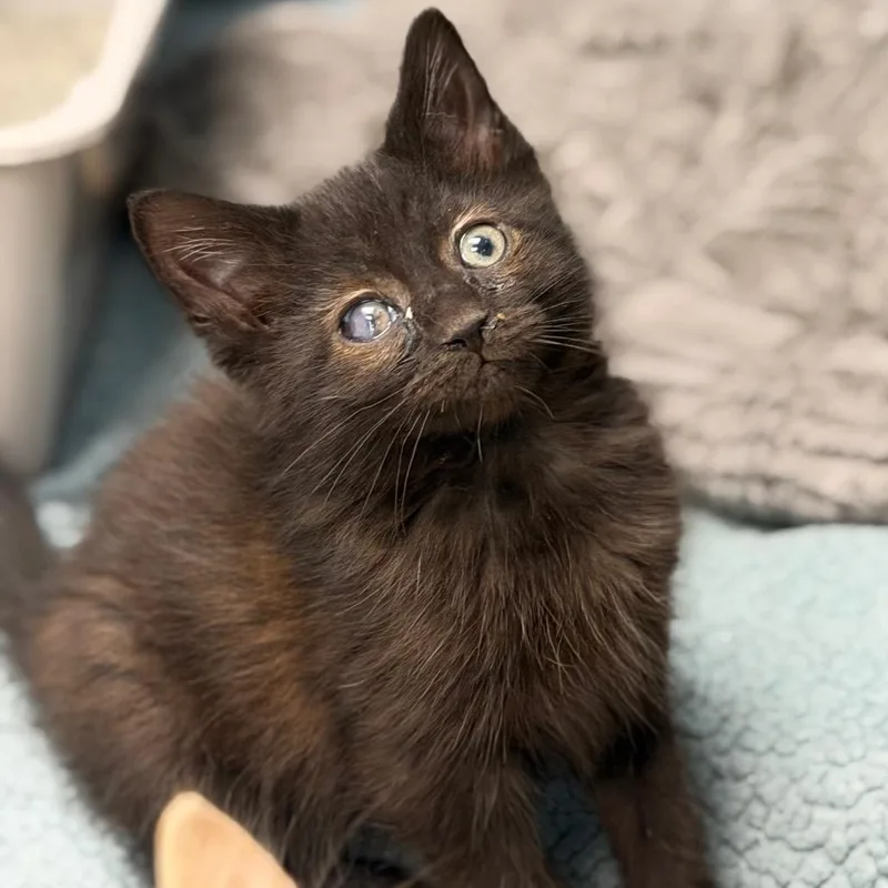 A baby small-sized male Black Domestic Short Hair cat named Toast for adoption in Watertown, NY