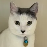 An adult medium-sized female Gray & White Domestic Short Hair cat named Ivy for adoption in Lansing, MI
