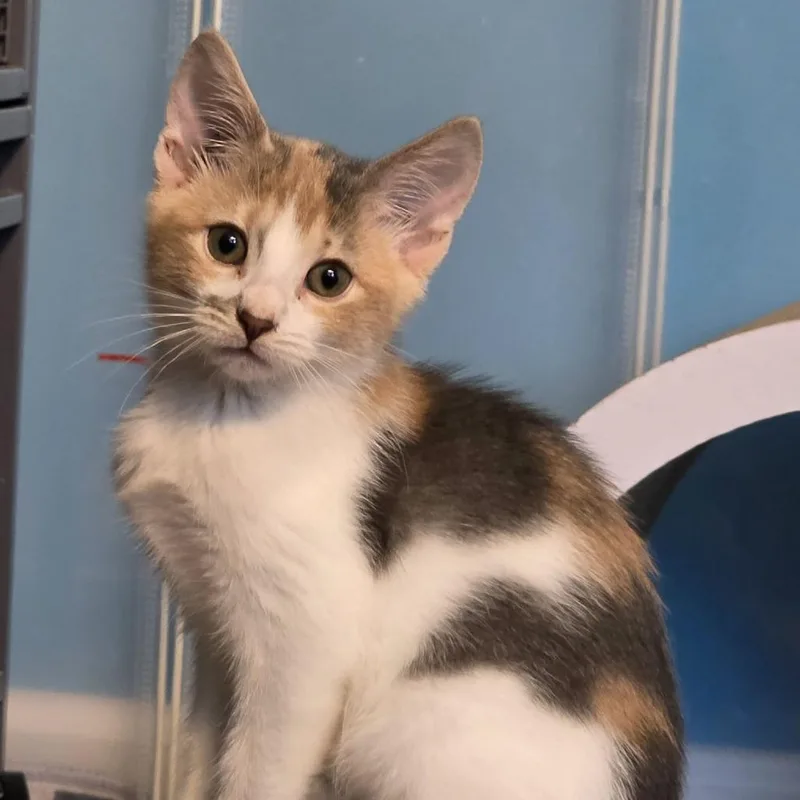 A baby small-sized female Domestic Short Hair cat named Lindy for adoption in Newport News, VA
