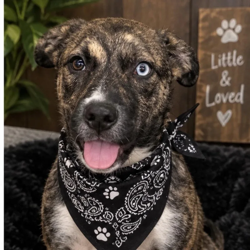 A young medium-sized female Husky dog named Bella for adoption in Pilot Point, TX