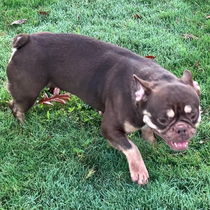 An adult small-sized female Brown / Chocolate French Bulldog dog named Dori for adoption in LOXAHATCHEE, FL