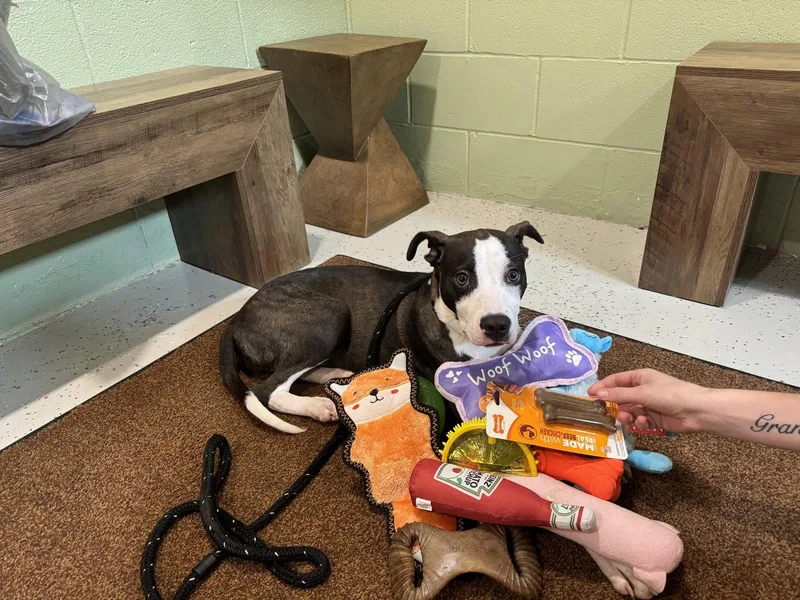 A young medium-sized male Pit Bull Terrier dog named Captain for adoption in New Martinsville, WV