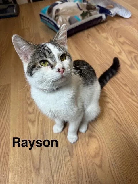 Rayson