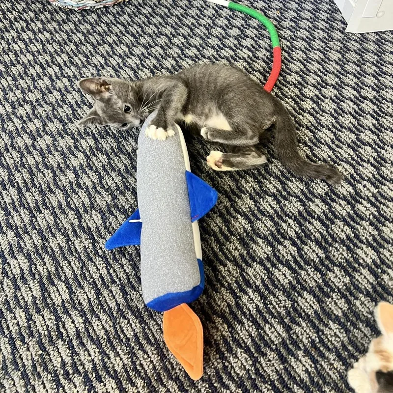 A baby small-sized male Gray / Blue / Silver Domestic Short Hair cat named Woody for adoption in Costa Mesa, CA