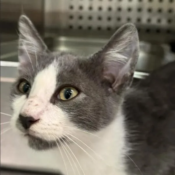 A baby small-sized male Gray / Blue / Silver Domestic Short Hair cat named Gloopy for adoption in Austin, TX