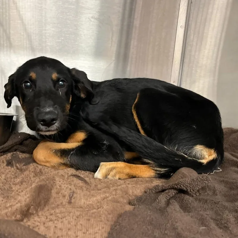 A baby small-sized female Mixed Breed dog named Laverne for adoption in Long Island City, NY