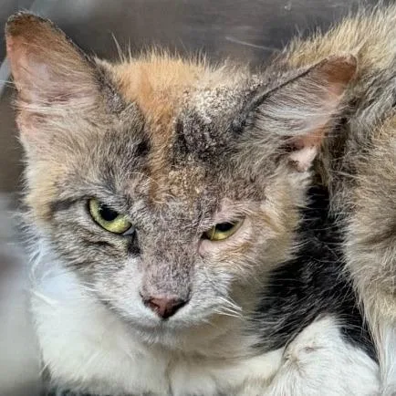 A young small-sized female Orange / Red Domestic Short Hair cat named Crunch Fitness for adoption in Austin, TX