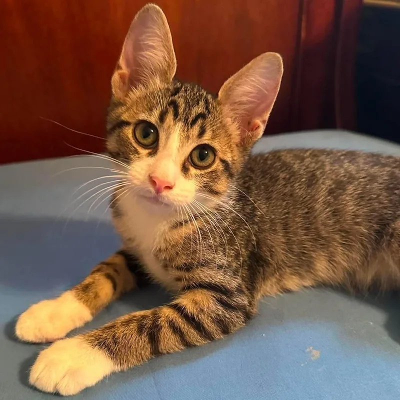 A baby small-sized male Brown / Chocolate Domestic Short Hair cat named Papa Johns for adoption in Middleburg, FL