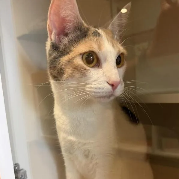 A young large-sized female Calico Domestic Short Hair cat named Sassy for adoption in Buellton, CA