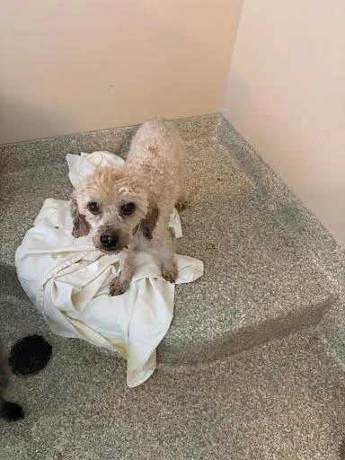 An adult small-sized male Poodle dog named Tony Sharks for adoption in Washington, DC