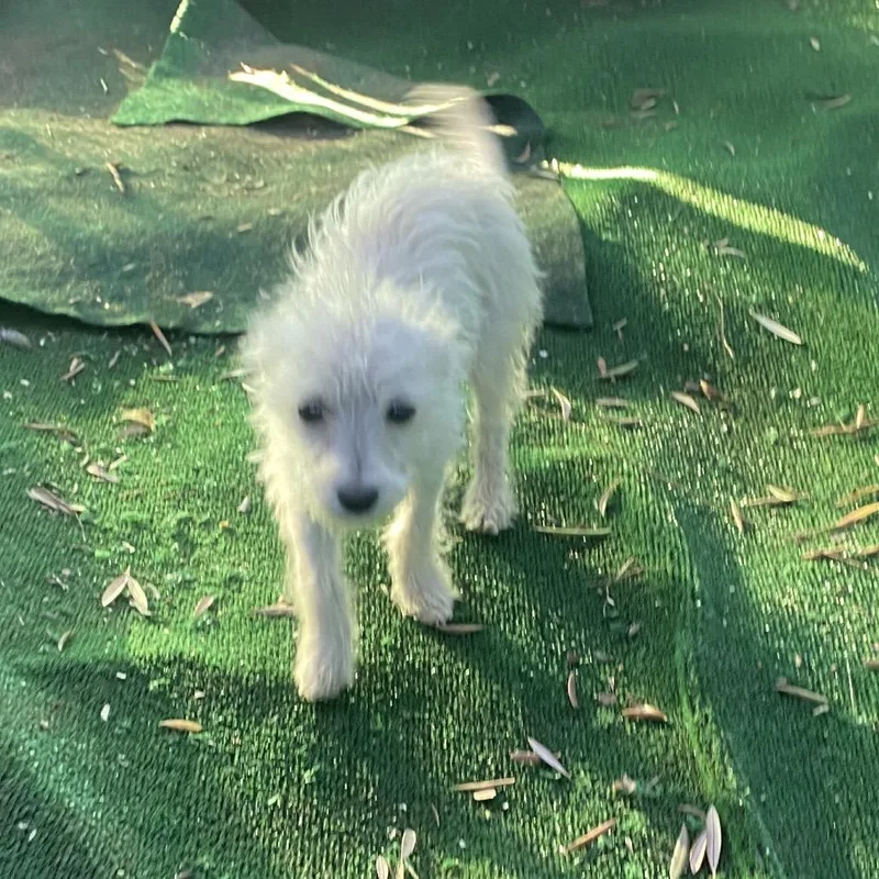 A baby small-sized female White / Cream Poodle dog named Birdie for adoption in Escondido, CA
