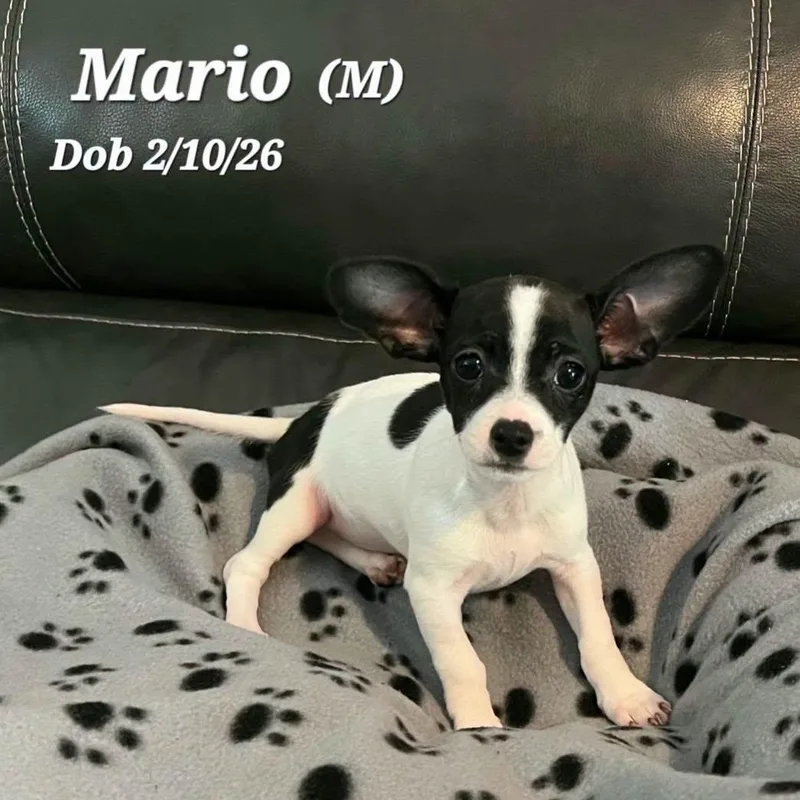 Mario