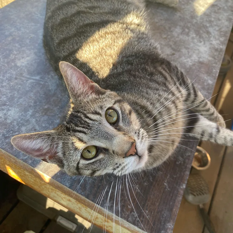 A young medium-sized male Tabby (Gray / Blue / Silver) Tabby cat named Abe for adoption in Mobile, AL