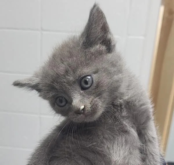 A baby small-sized male Domestic Short Hair cat named Kcd Loki for adoption in Lawrenceville, GA