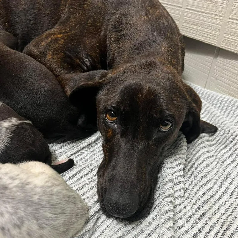 An adult medium-sized female Brown / Chocolate Plott Hound dog named Mamasita for adoption in Southington, OH