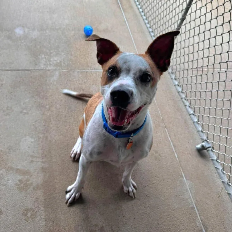 An adult medium-sized male Yellow / Tan / Blond / Fawn Terrier dog named Petey for adoption in Monticello, IA