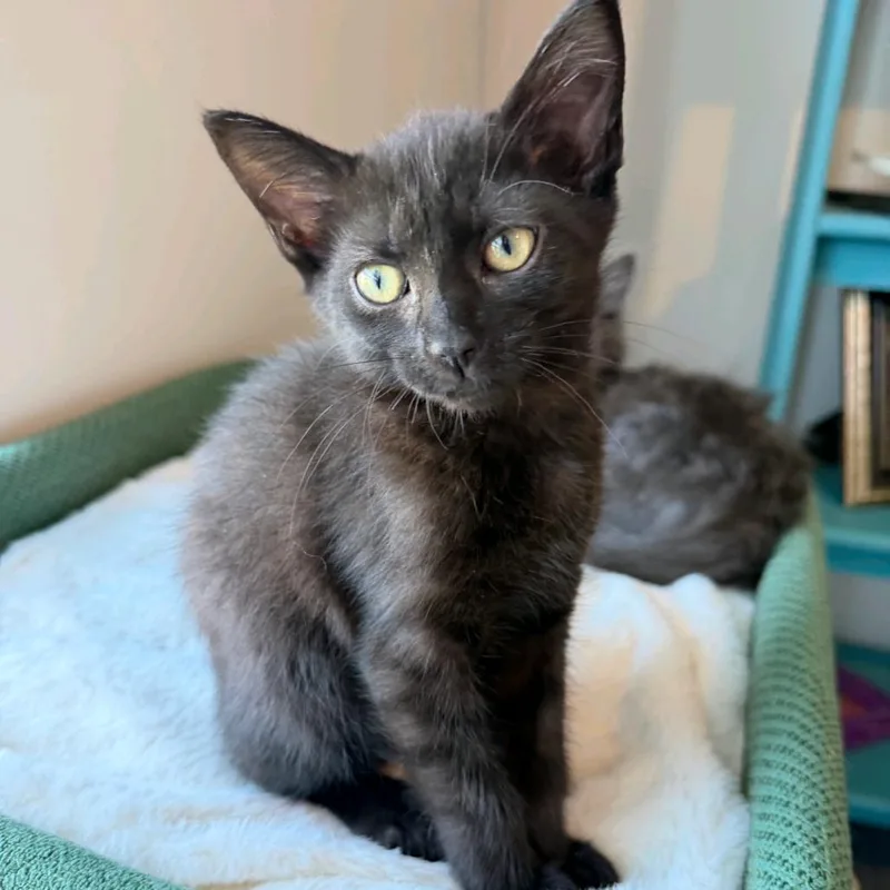 A baby medium-sized female Black Domestic Short Hair cat named Eclair for adoption in Murfreesboro, TN