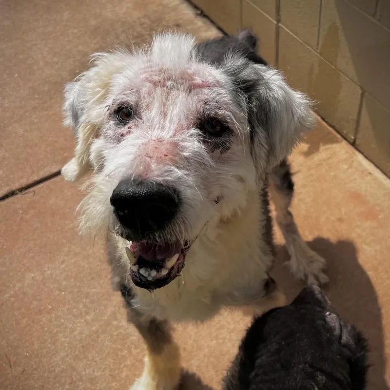 A senior large-sized male White / Cream Old English Sheepdog dog named Sherlock for adoption in Harrisville, WV