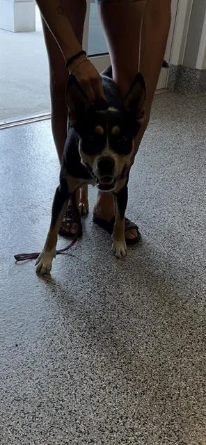 A young medium-sized male Mixed Breed dog named Jimmy Dean for adoption in Palmetto, FL