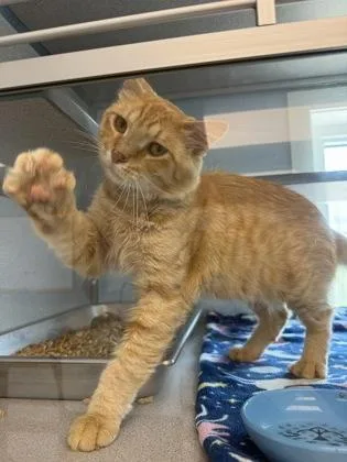 An adult medium-sized male Domestic Medium Hair cat named Juice for adoption in Mount Pleasant, IA
