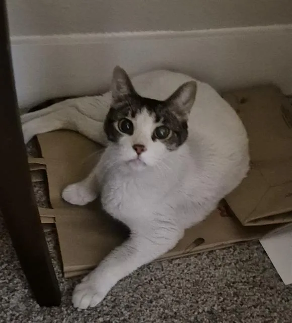 A young medium-sized male Domestic Short Hair cat named Cosmo for adoption in San Antonio, TX