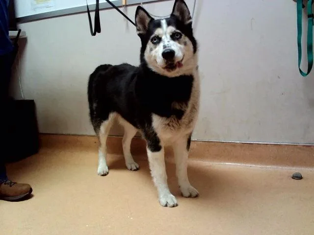 A young large-sized male Siberian Husky dog named Ridley for adoption in Martinez, CA