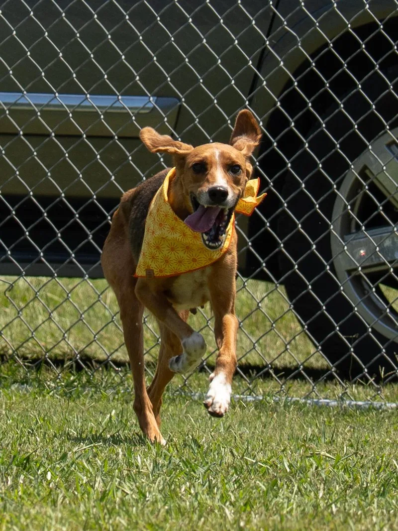 An adult medium-sized female Tricolor (Brown, Black, & White) Mixed Breed dog named Lila for adoption in Myrtle Beach, SC