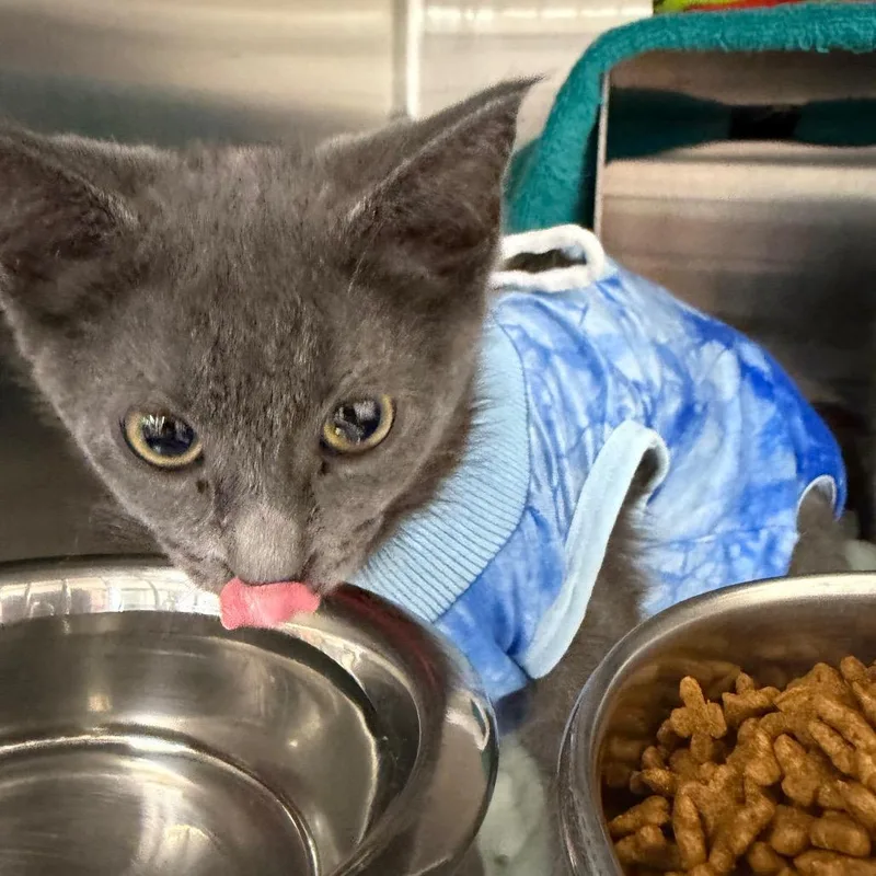 A baby small-sized female Gray / Blue / Silver Domestic Short Hair cat named Bo Peep for adoption in Hamburg, NY