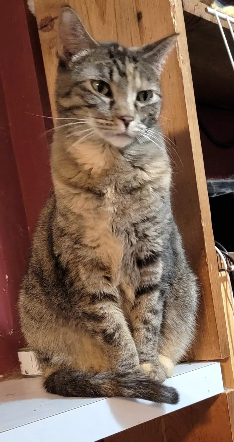 An adult medium-sized female Tortoiseshell cat named Angelina for adoption in Lyons, IL