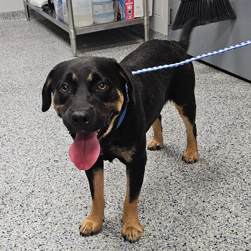 An adult medium-sized male Black Mixed Breed dog named Cola for adoption in Greenville, SC