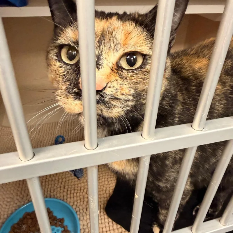 An adult medium-sized female Domestic Short Hair cat named Halo for adoption in Durango, CO