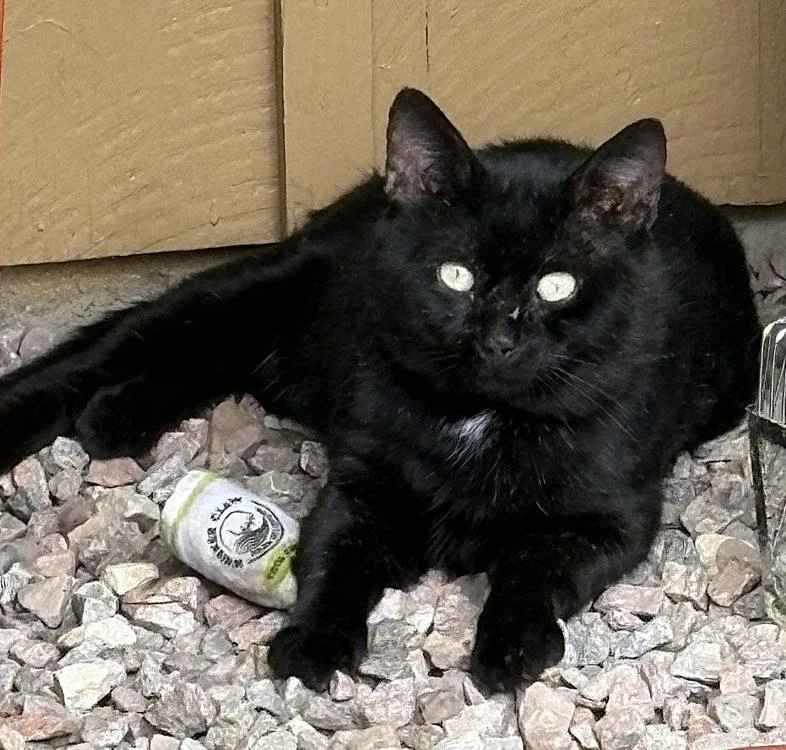 An adult medium-sized male Black Domestic Short Hair cat named Nishie for adoption in Colorado Springs, CO