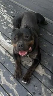 An adult large-sized male Black American Bully dog named Grimm for adoption in Pasco, WA