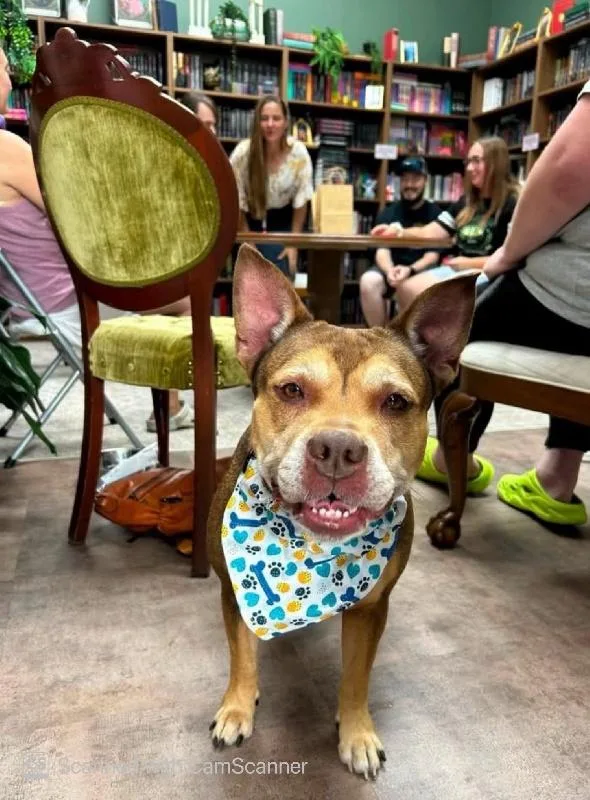 An adult medium-sized female Terrier dog named Fancy for adoption in Aurora, IL
