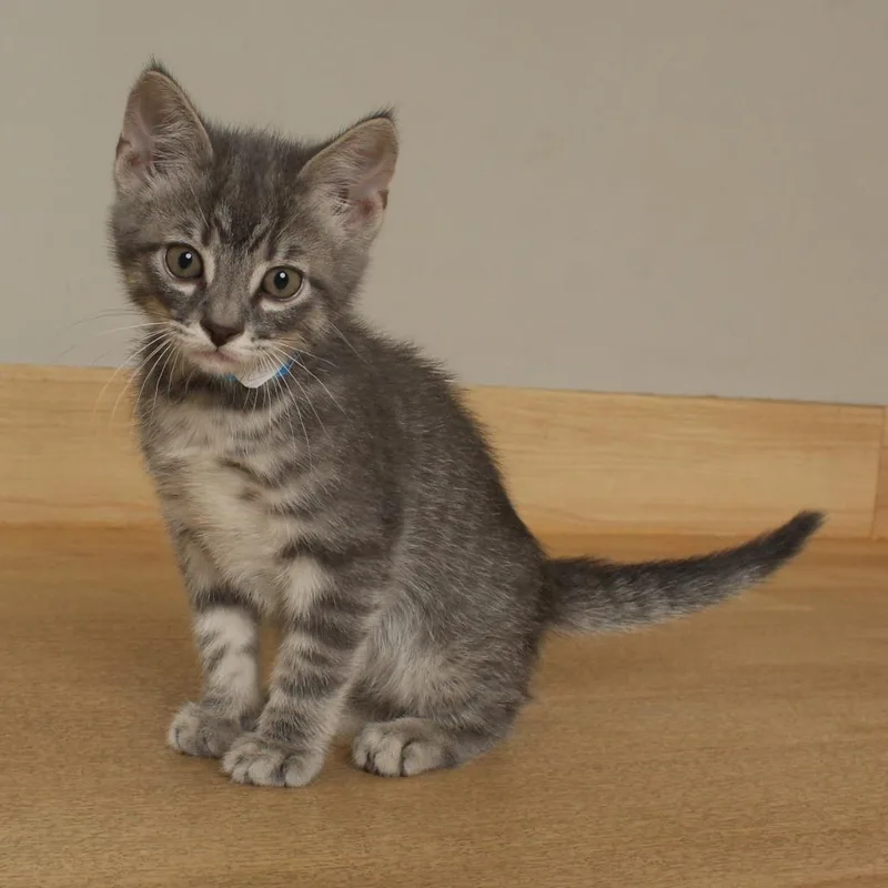 A baby small-sized male Gray / Blue / Silver Domestic Short Hair cat named Bee C for adoption in Minnetonka, MN