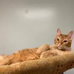 An adult large-sized male Domestic Short Hair cat named Mooch for adoption in Cumming, GA
