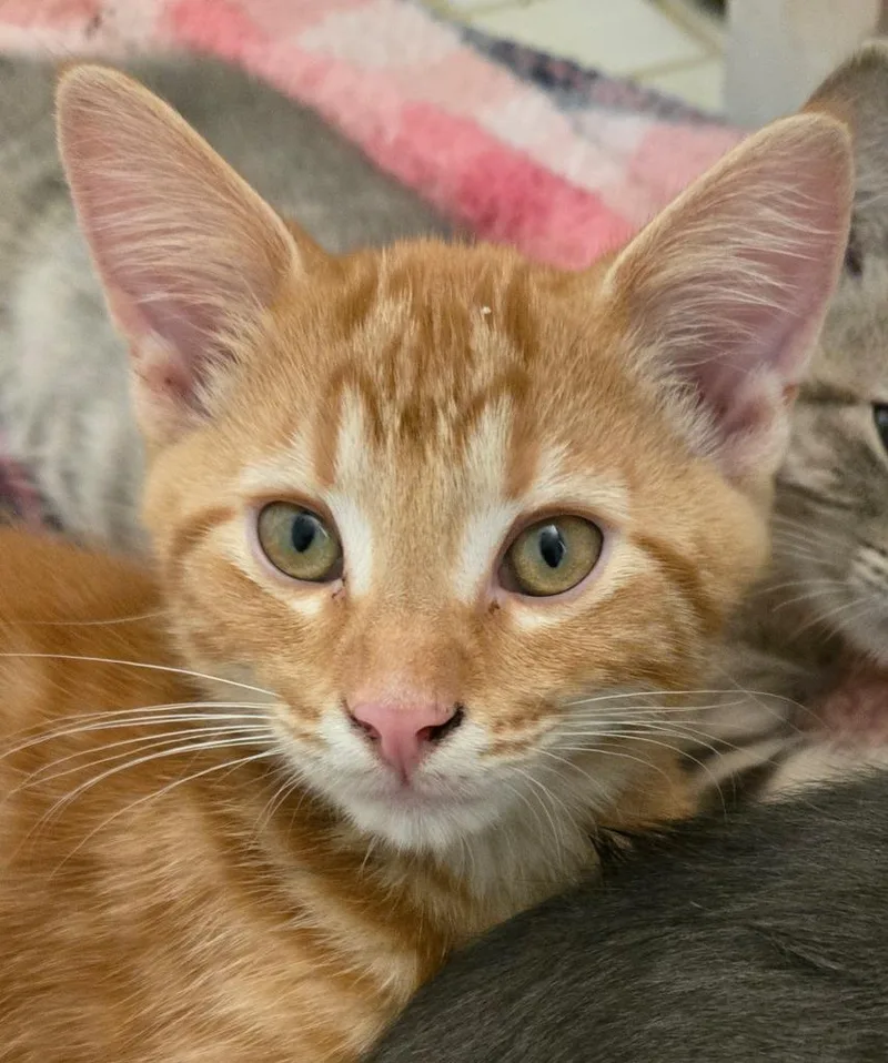A baby medium-sized male Domestic Short Hair cat named Stubentiger for adoption in South Bend, IN