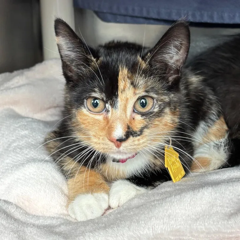 A baby small-sized female Calico Domestic Short Hair cat named Mini for adoption in Springfield, MA
