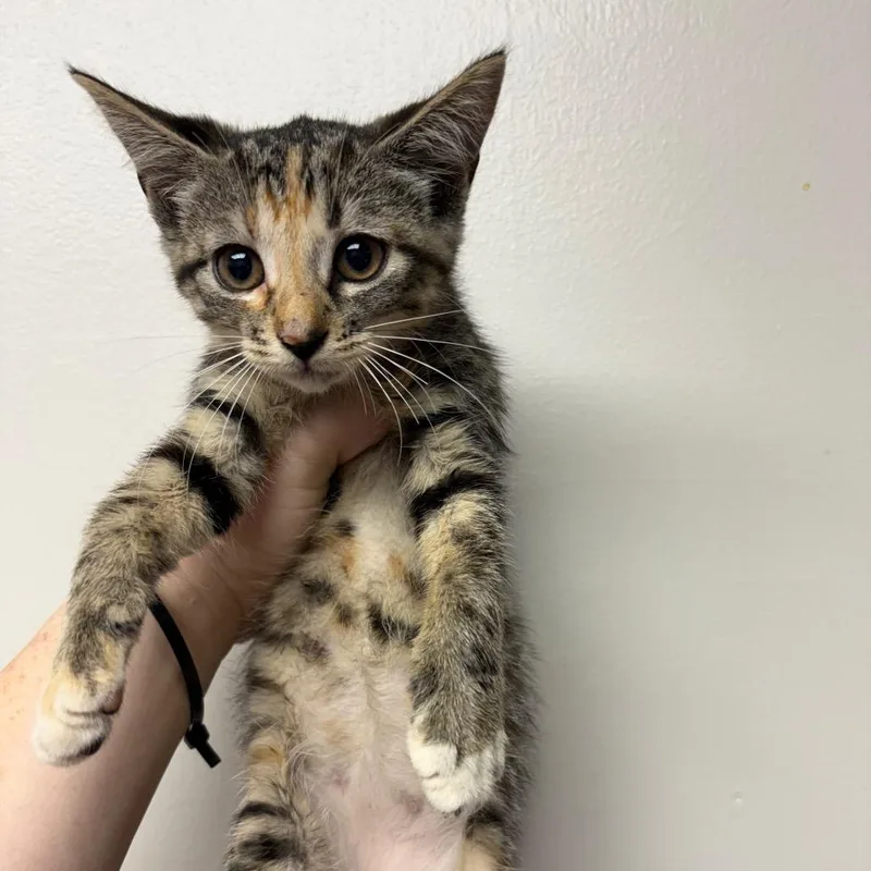 A baby small-sized female Brown / Chocolate Domestic Short Hair cat named Sunflower for adoption in Columbiana, AL
