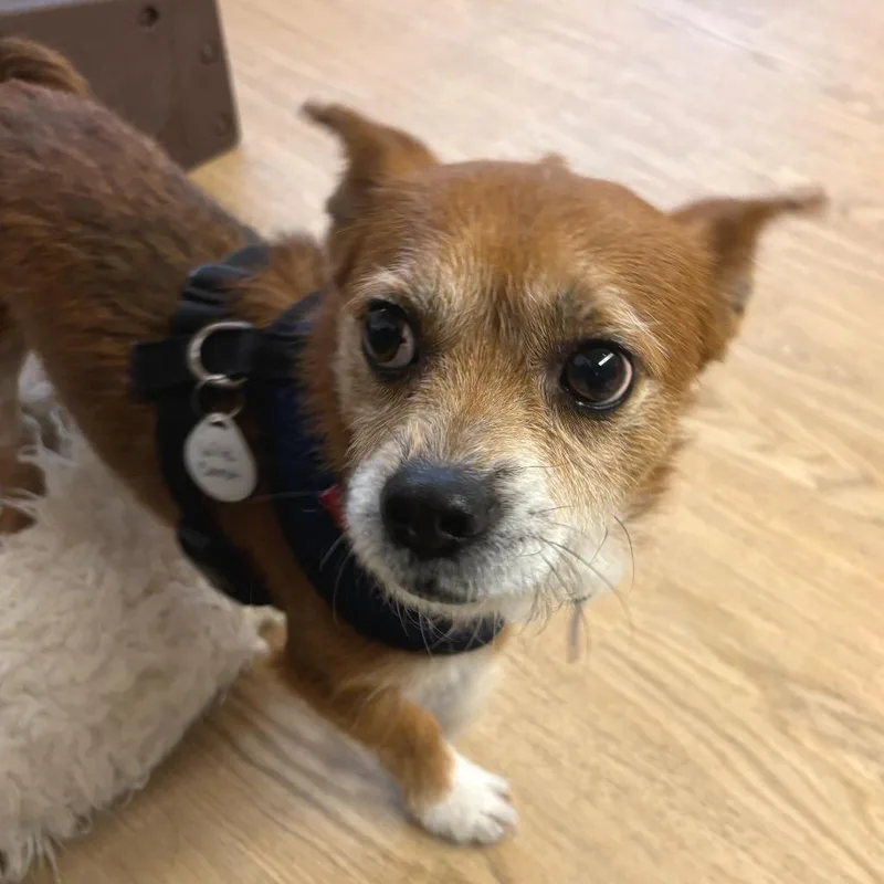 A senior small-sized male Brown / Chocolate Terrier dog named Wild Carrot for adoption in San Francisco, CA