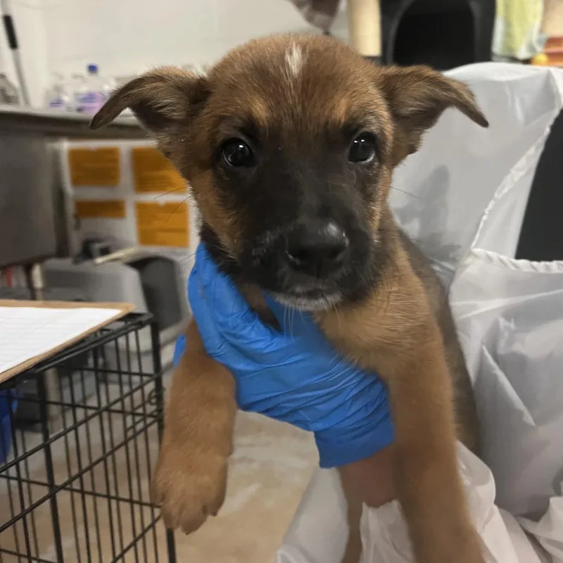 A baby small-sized male Black Australian Cattle Dog / Blue Heeler dog named Ham for adoption in Edinburg, TX